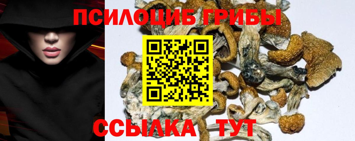 Карачаевск  Галлюциногенные грибы Psilocybe  Вход с VPN 